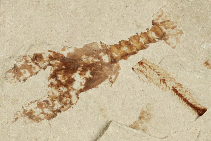 Cretaceous Lobster (Eryma) Fossil - Lebanon #200692